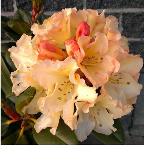 Rhododendron Scyphocalix Hardy Hybrid | ScotPlants Direct